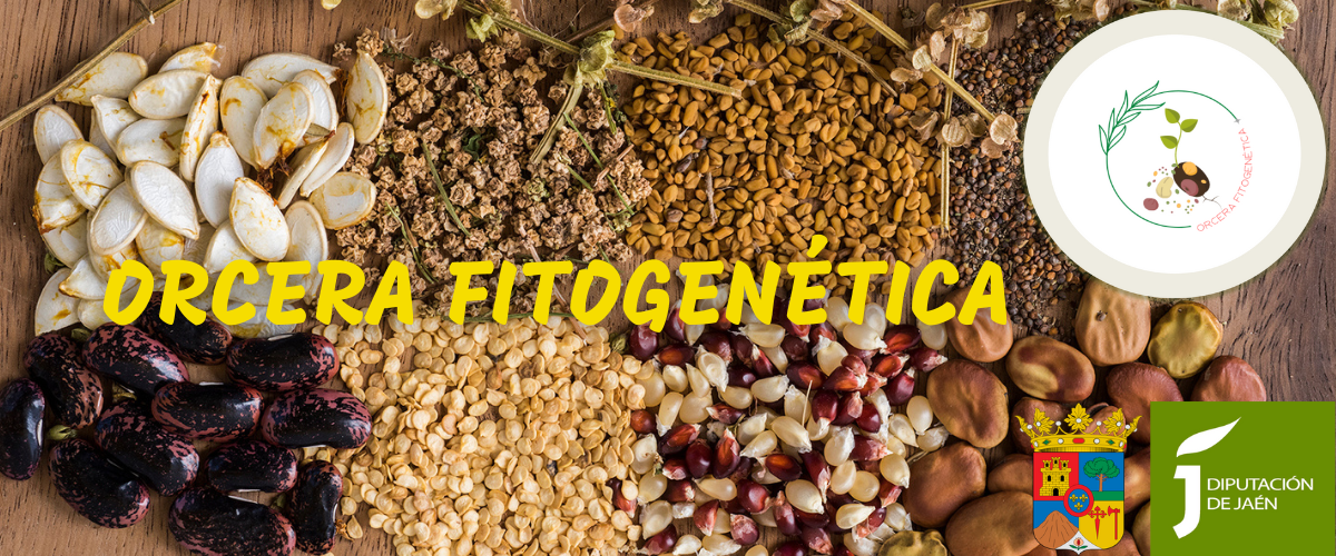 ORCERA FITOGEN&Eacute;TICA
